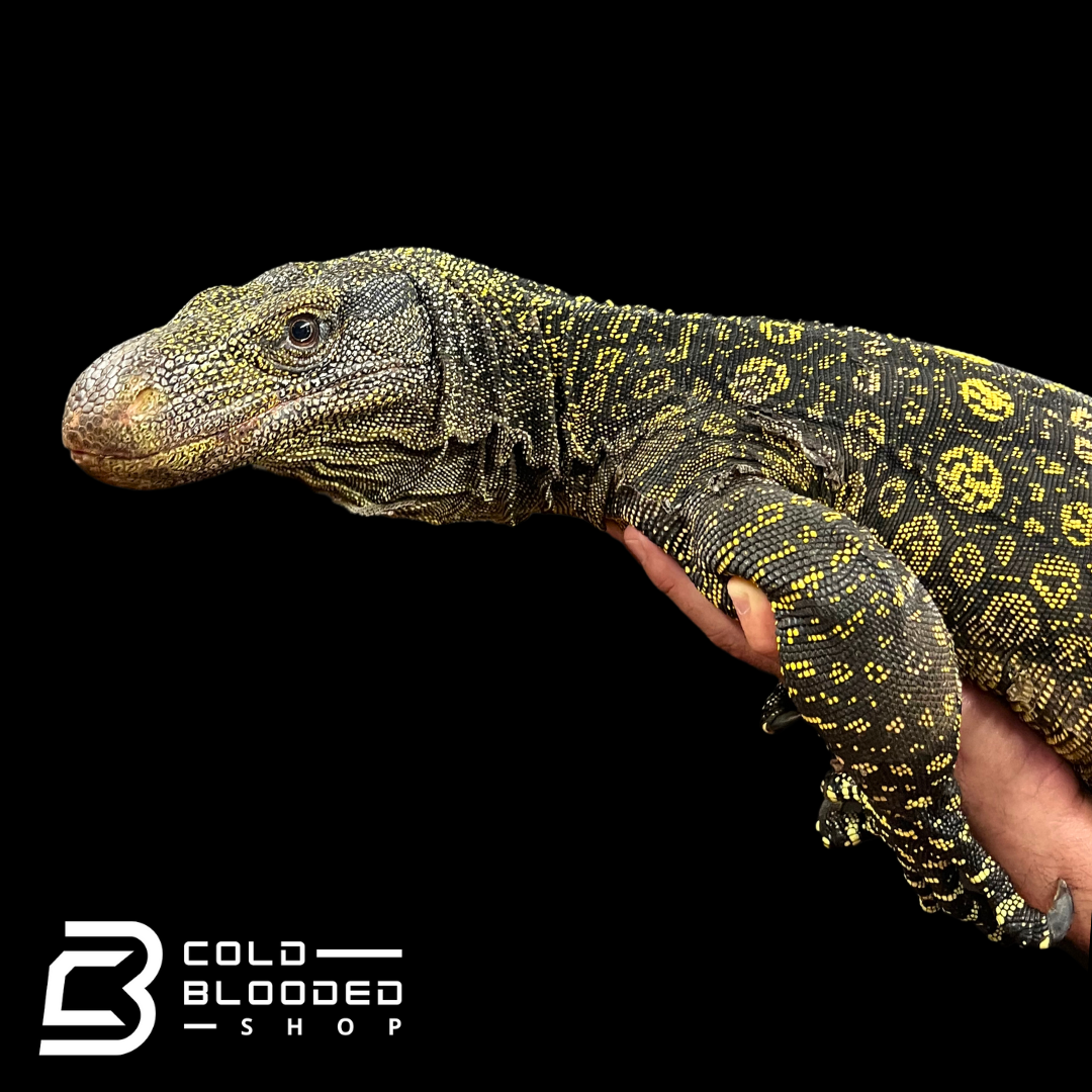 Adult Crocodile Monitor - Varanus salvadorii