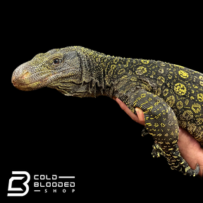 Adult Crocodile Monitor - Varanus salvadorii