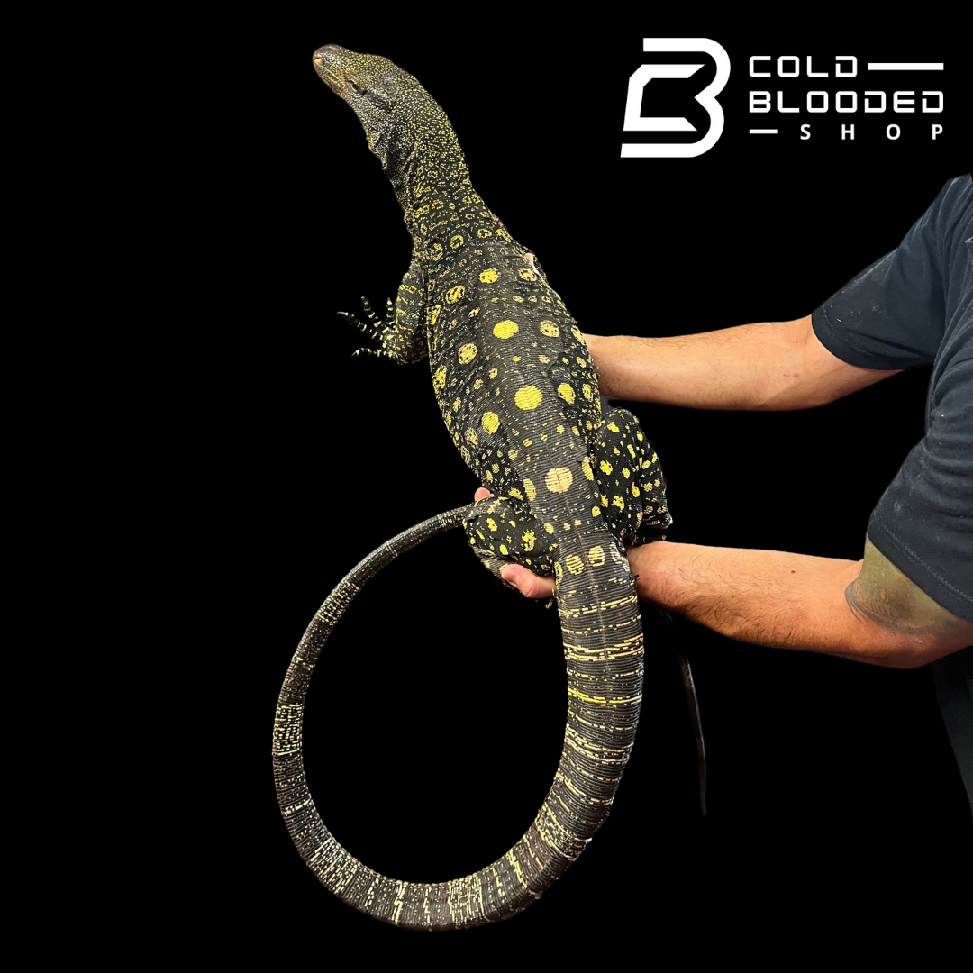 Adult Crocodile Monitor - Varanus salvadorii