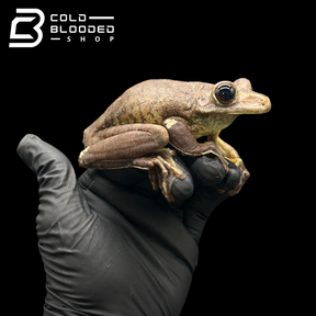 Gladiator Tree Frogs - Hypsiboas boans