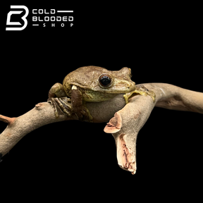 Gladiator Tree Frogs - Hypsiboas boans