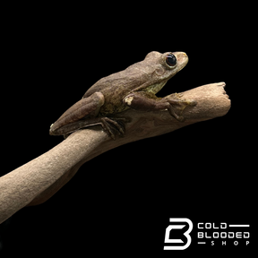 Gladiator Tree Frogs - Hypsiboas boans