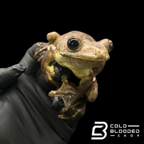 Gladiator Tree Frogs - Hypsiboas boans