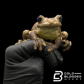 Gladiator Tree Frogs - Hypsiboas boans
