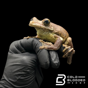 Gladiator Tree Frogs - Hypsiboas boans