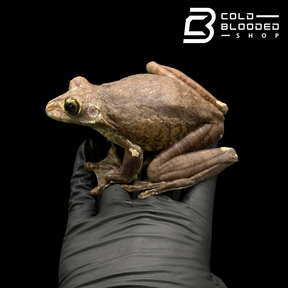 Gladiator Tree Frogs - Hypsiboas boans