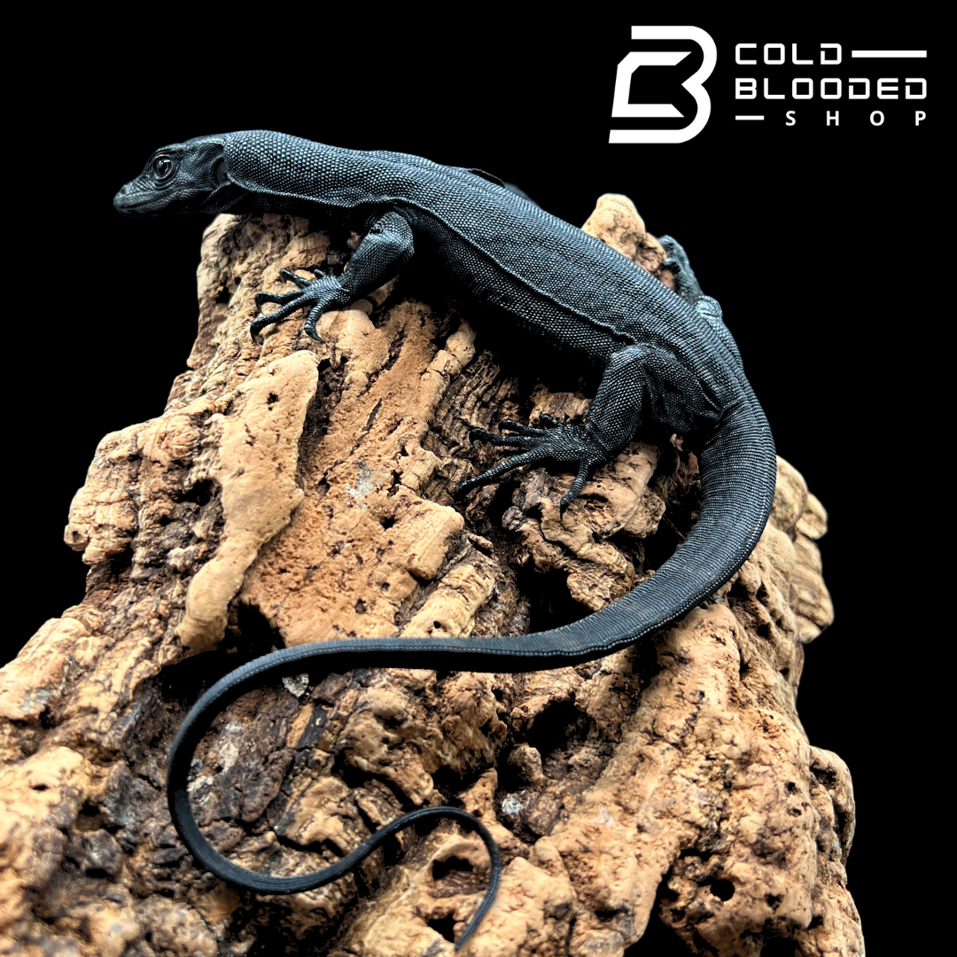 Baby Black Dragon Water Monitor - Varanus salvator #1