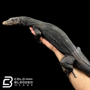 Juvenile Male Black Dragon Water Monitor - Varanus salvator #2
