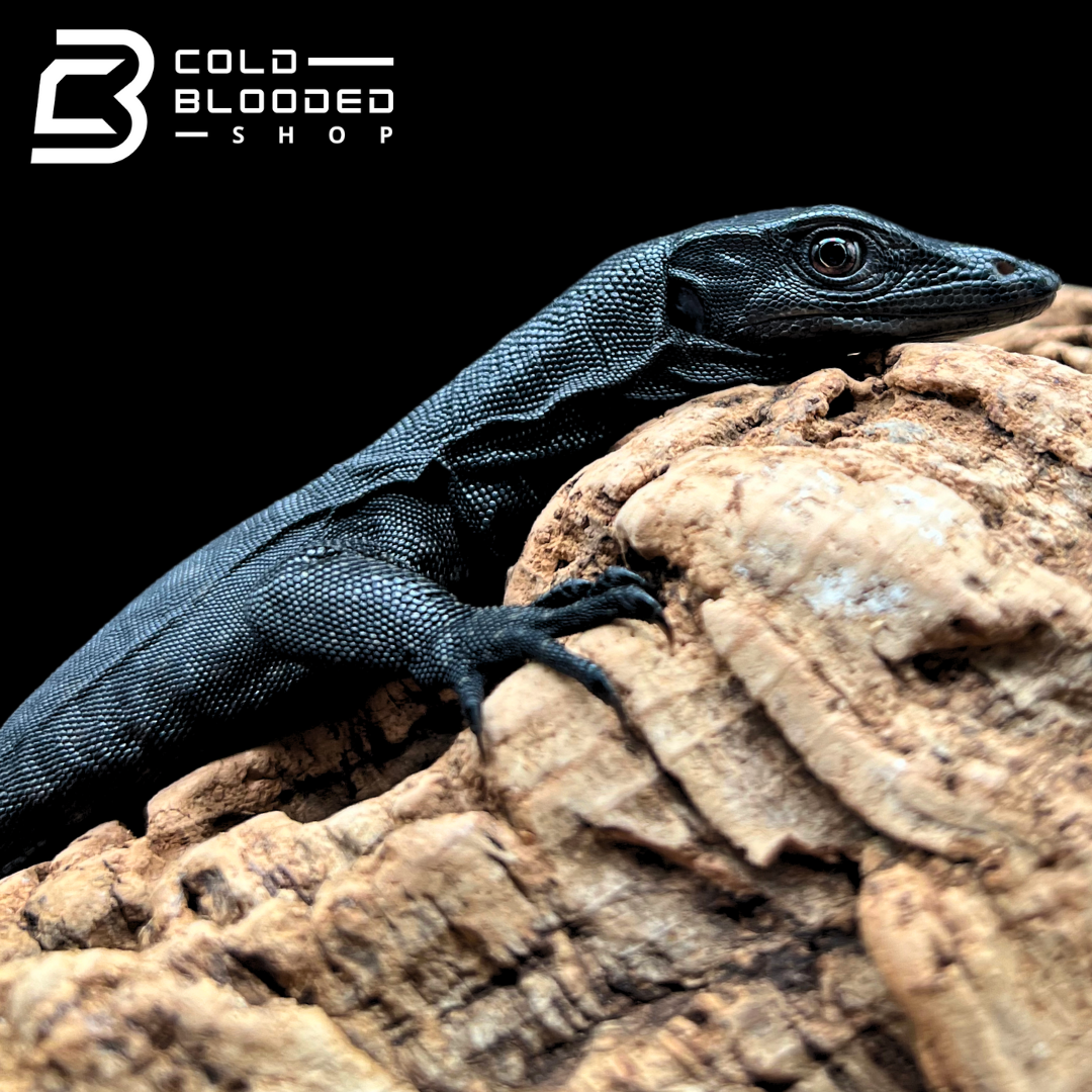 Baby Black Dragon Water Monitor - Varanus salvator #2