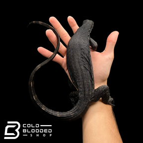 Yearling Black Dragon Water Monitor - Varanus salvator