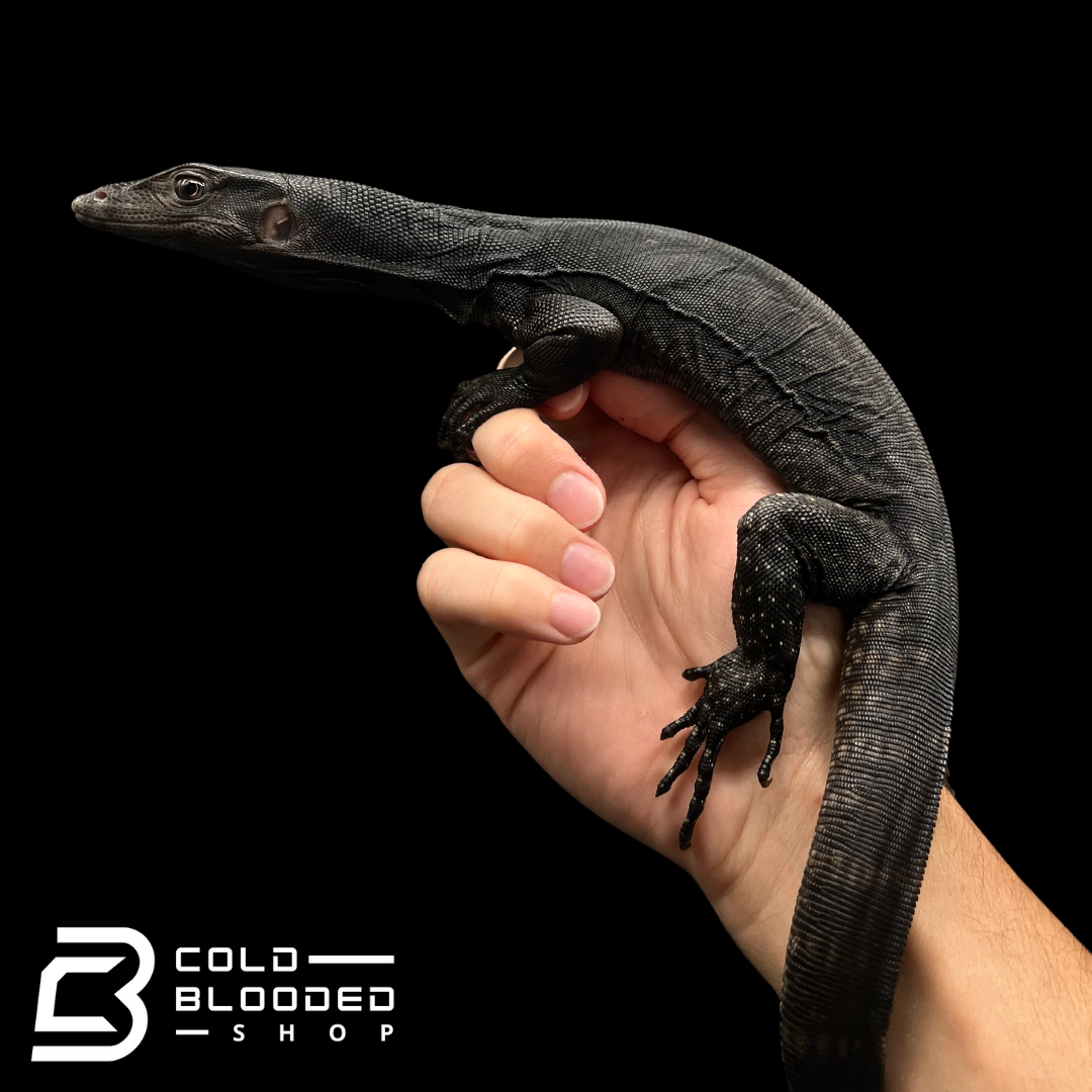 Yearling Black Dragon Water Monitor - Varanus salvator