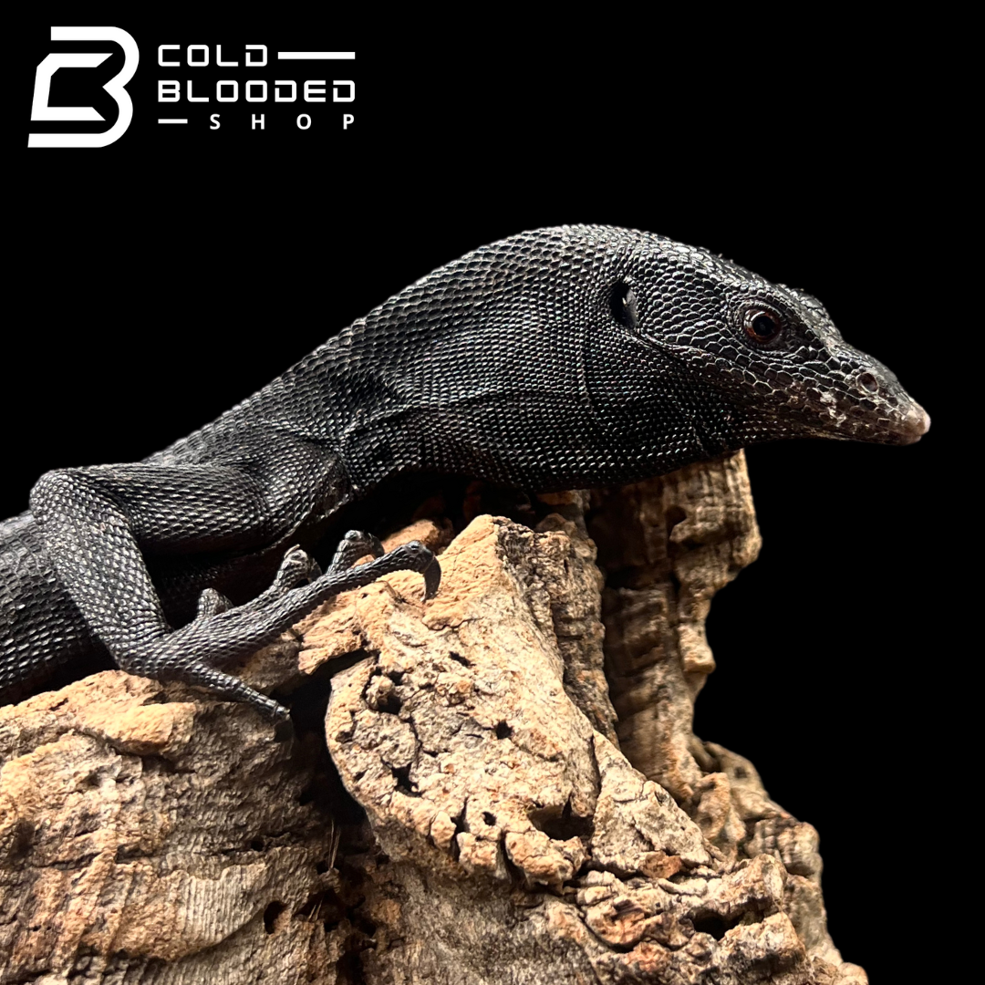 Juvenile Black Tree Monitor - Varanus beccarii