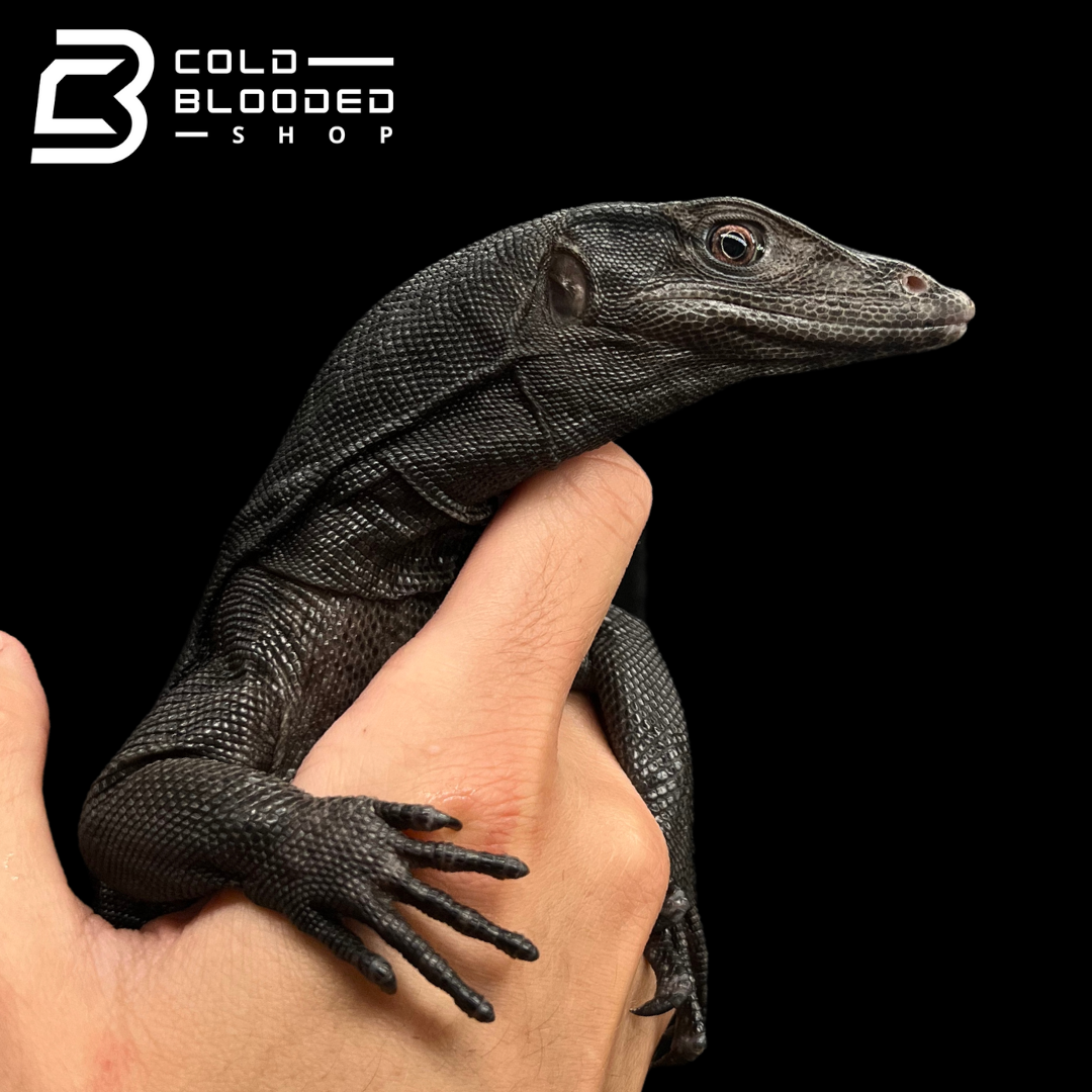 Yearling Black Dragon Water Monitor - Varanus salvator