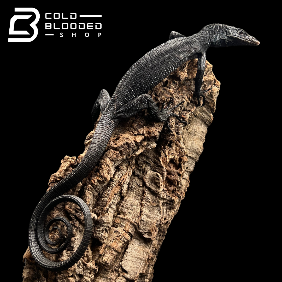 Juvenile Black Tree Monitor - Varanus beccarii