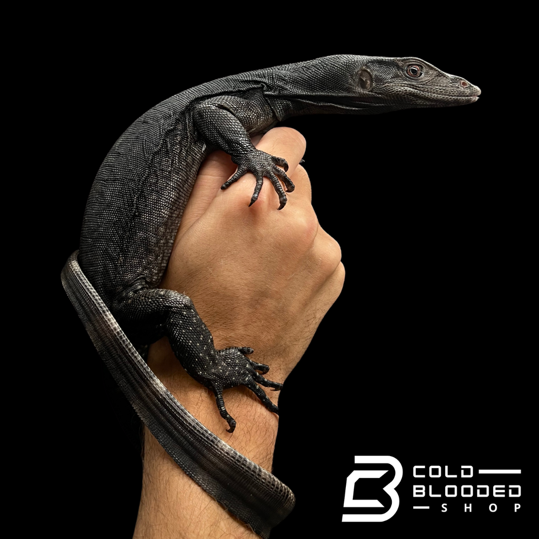 Yearling Black Dragon Water Monitor - Varanus salvator