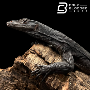 Yearling Black Dragon Water Monitor - Varanus salvator