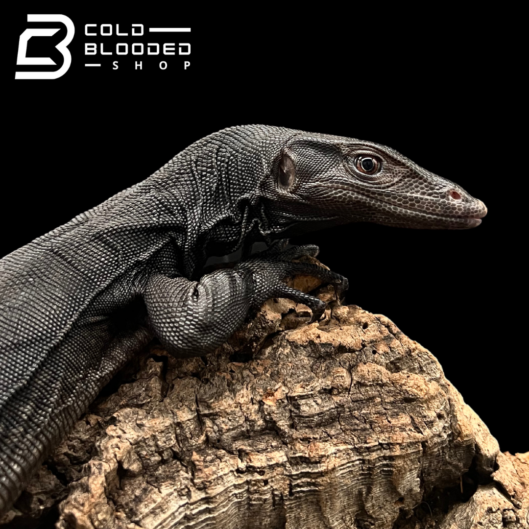 Yearling Black Dragon Water Monitor - Varanus salvator