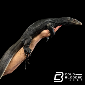 Sub-Adult Female Black Dragon Water Monitor - Varanus salvator