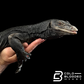 Sub-Adult Female Black Dragon Water Monitor - Varanus salvator