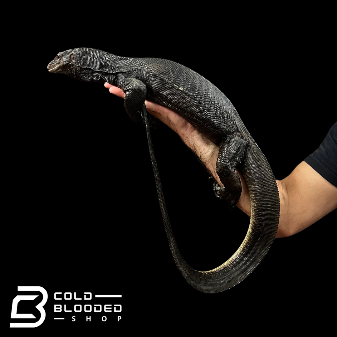 Sub-Adult Female Black Dragon Water Monitor - Varanus salvator