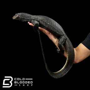 Sub-Adult Female Black Dragon Water Monitor - Varanus salvator