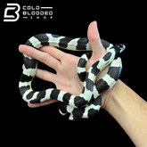 Juvenile Black and White California Kingsnake - Lampropeltis getula californiae