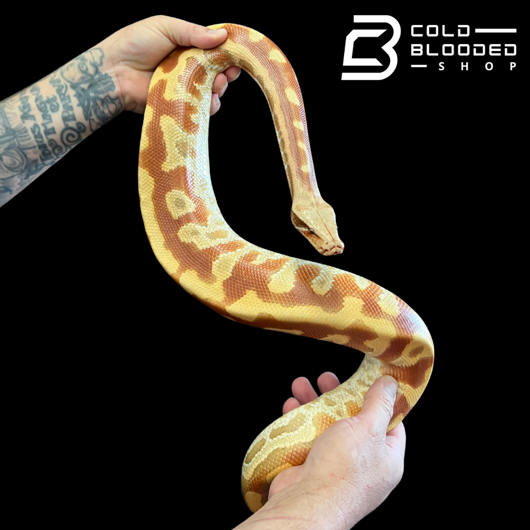Adult Female Albino Blood Python - Python brongersmai