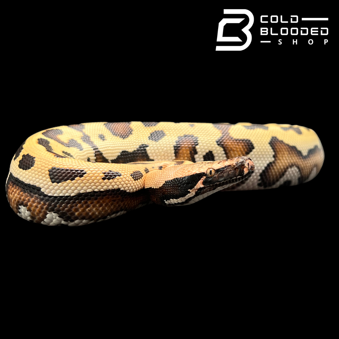 Blood Python Price Goldeneye 100% Het T- Blood Python - Python brongersmai