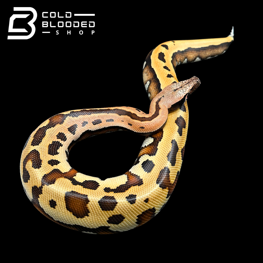 Goldeneye 100% Het T- Blood Python - Python brongersmai