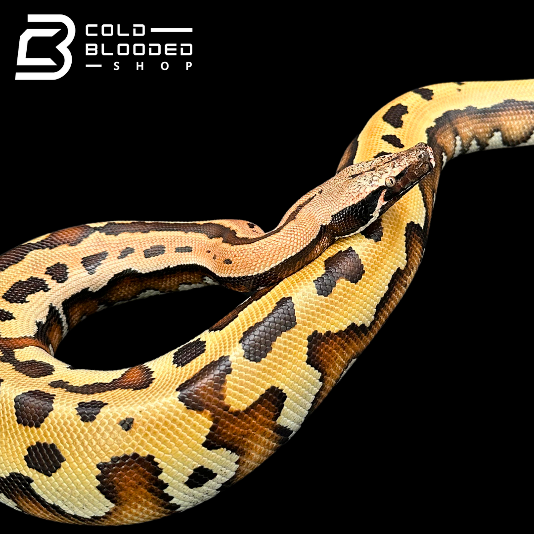 Goldeneye 100% Het T- Blood Python - Python brongersmai