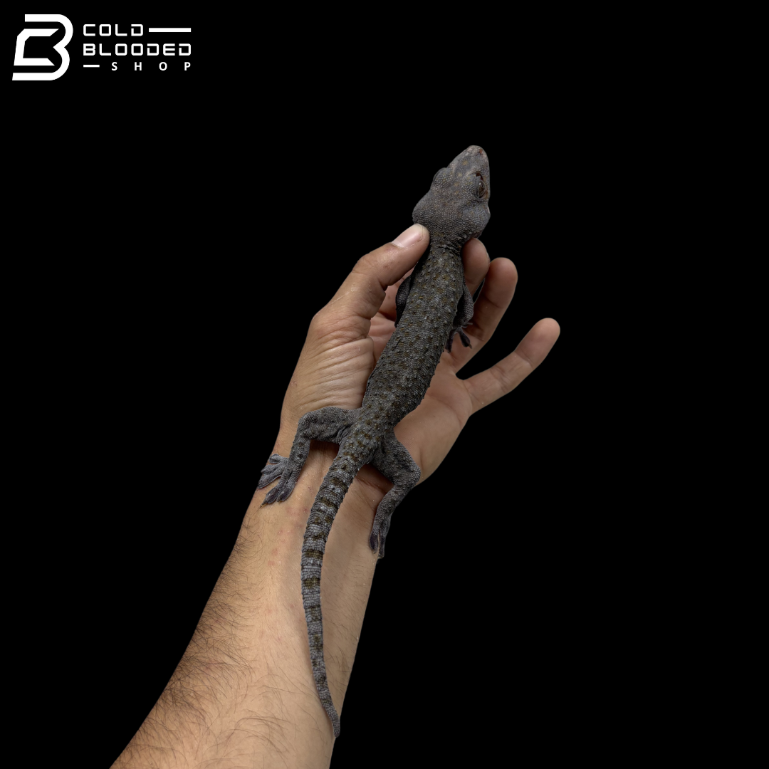 Adult Blue Berry Tokay Gecko - Gekko gecko