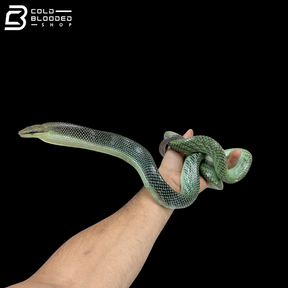 Male Blue Red-tailed Green Rat Snake - Gonyosoma oxycephalum
