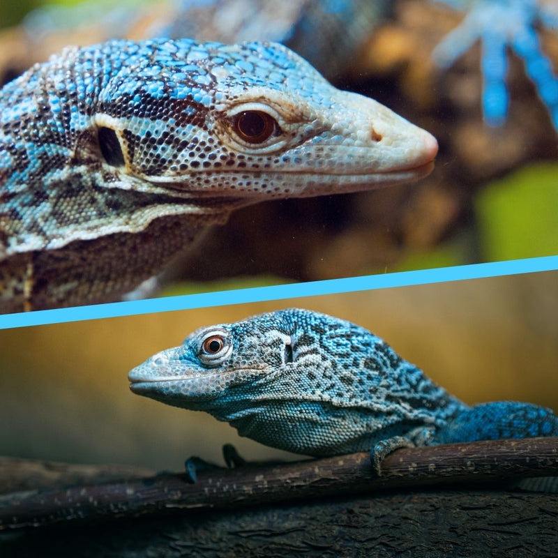 Juvenile Blue Tree Monitor - Varanus macraei for Sale