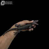 Adult Blue Berry Tokay Gecko - Gekko gecko