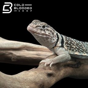 CB Blue Collared Lizard Pair - Crotaphytus collaris