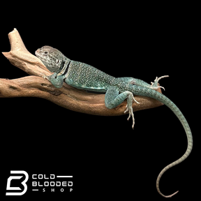 CB Blue Collared Lizard Pair - Crotaphytus collaris