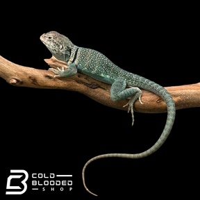 CB Blue Collared Lizard Pair - Crotaphytus collaris