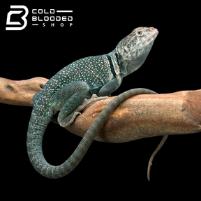 CB Blue Collared Lizard Pair - Crotaphytus collaris