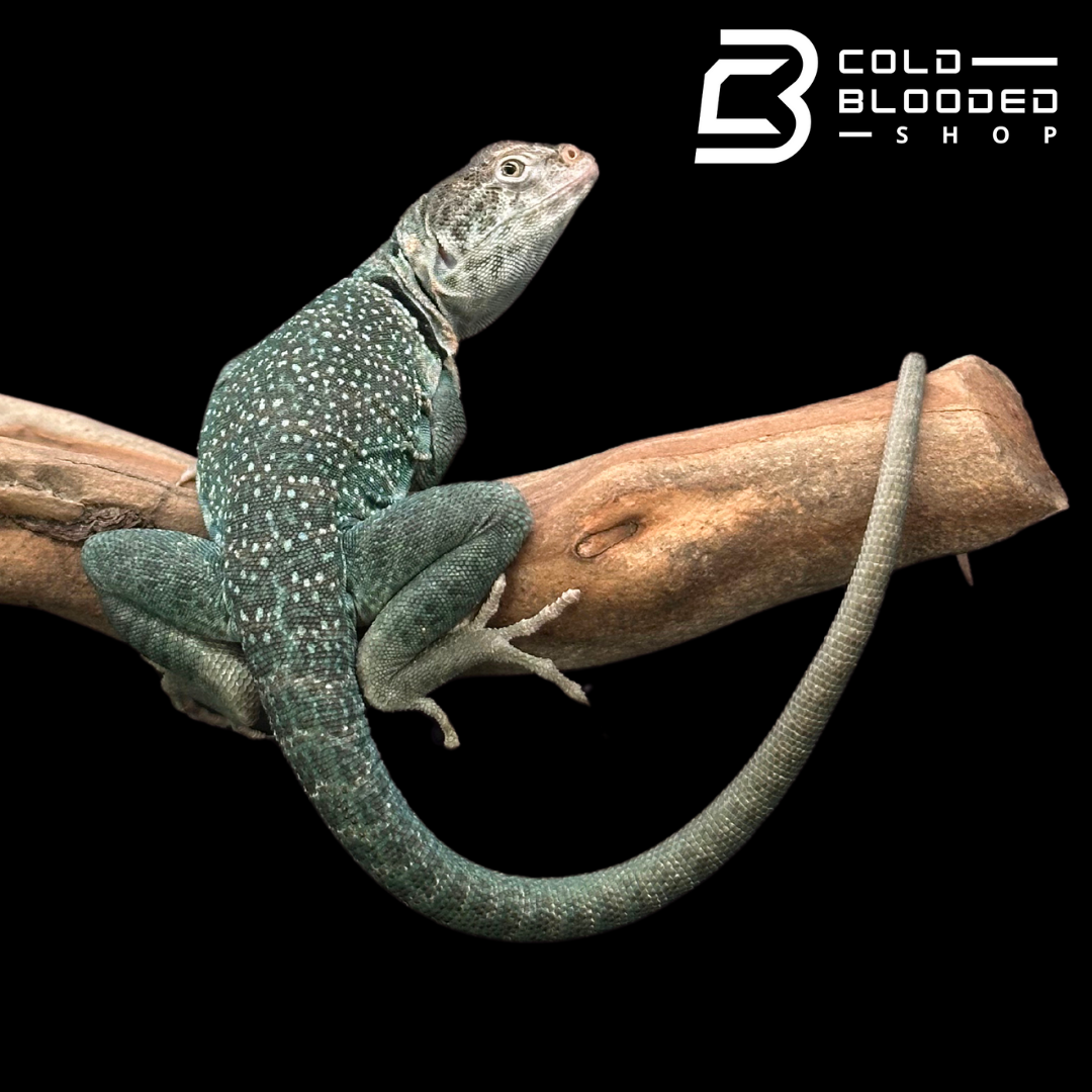 CB Blue Collared Lizard Pair - Crotaphytus collaris