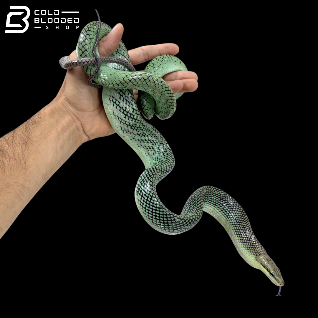 Male Blue Red-tailed Green Rat Snake - Gonyosoma oxycephalum