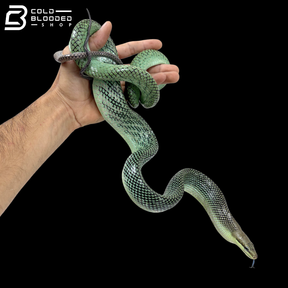 Male Blue Red-tailed Green Rat Snake - Gonyosoma oxycephalum