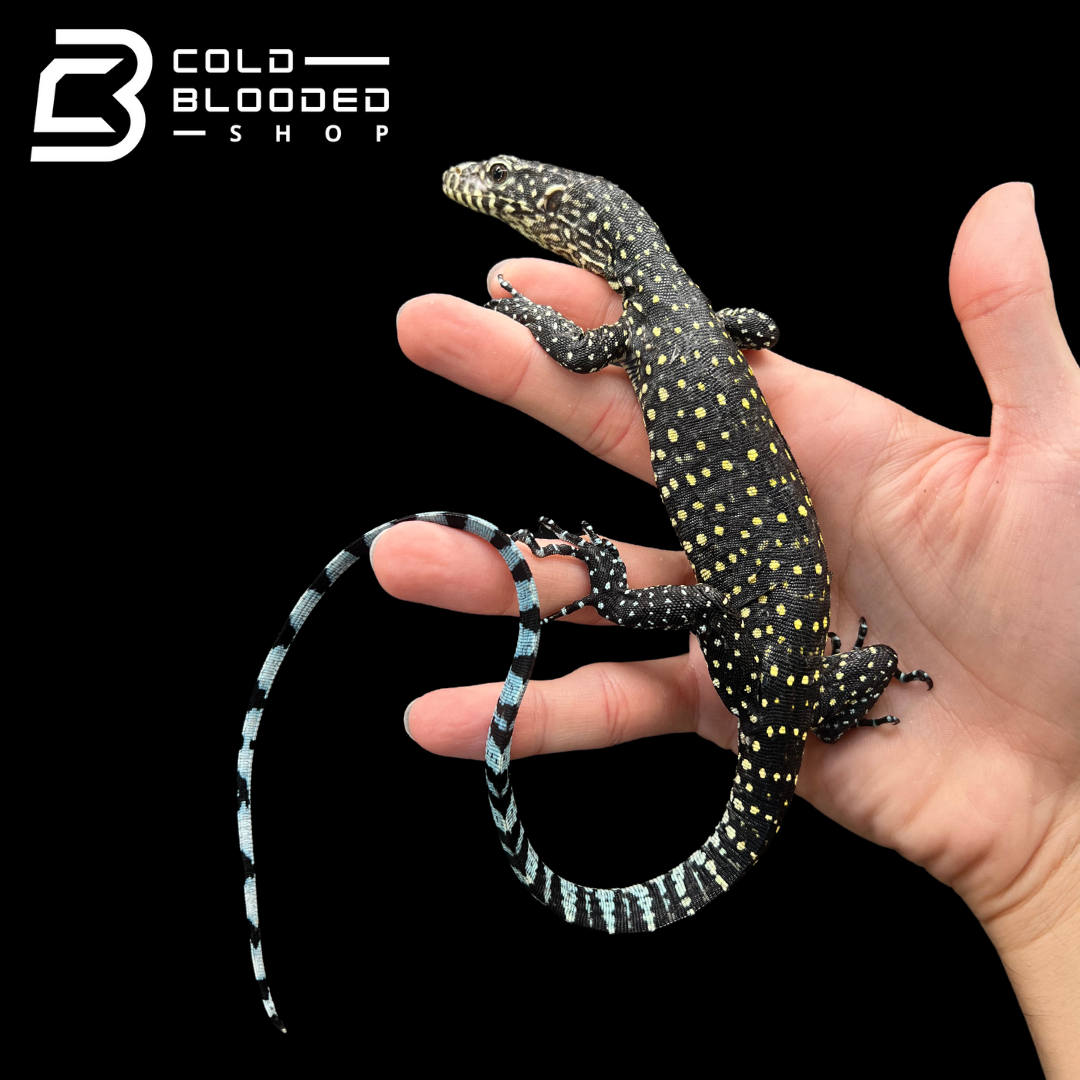 Baby Blue-tailed Monitor - Varanus doreanus