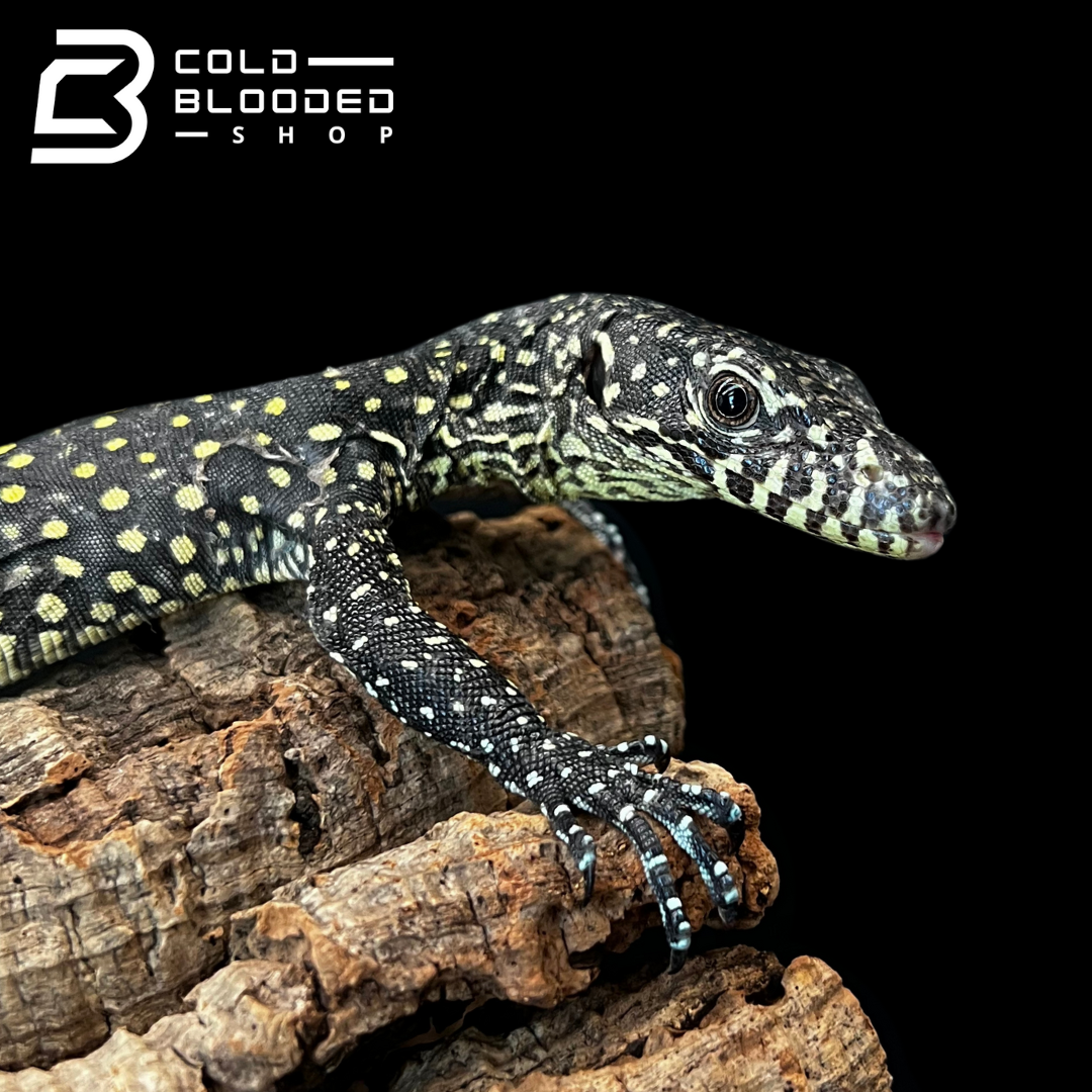 Baby Blue-tailed Monitor - Varanus doreanus