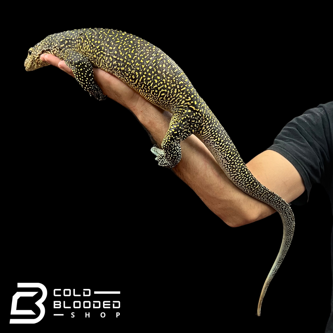 Adult Female Blue-tailed Monitor - Varanus doreanus #2