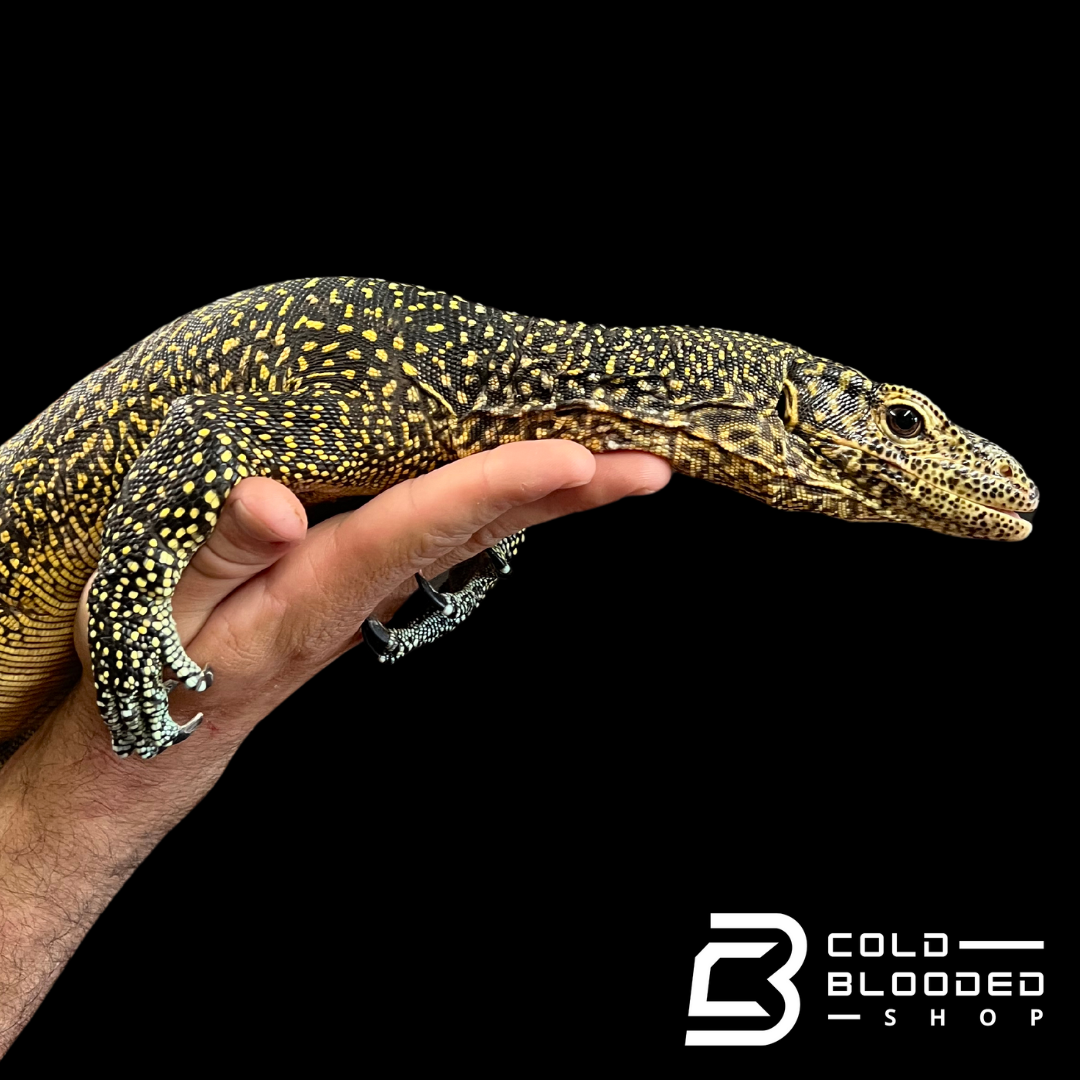 Adult Female Blue-tailed Monitor - Varanus doreanus #2