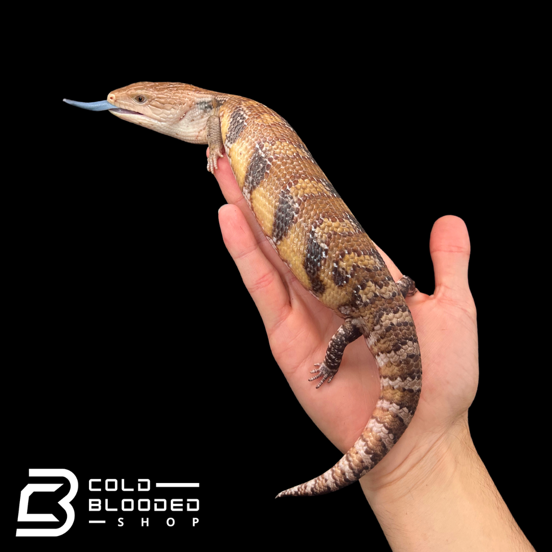 Hypo Sunset Northern Blue Tongue Skink - Tiliqua scincoides intermedia