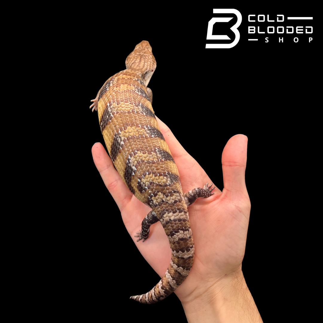 Hypo Sunset Northern Blue Tongue Skink - Tiliqua scincoides intermedia