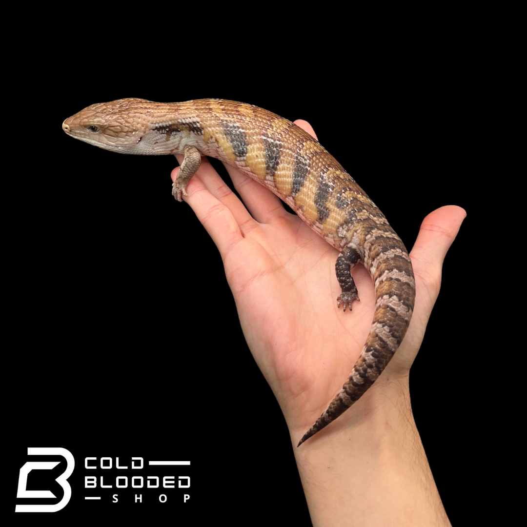 Hypo Sunset Northern Blue Tongue Skink - Tiliqua scincoides intermedia