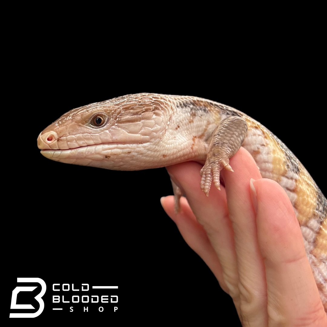 Hypo Sunset Northern Blue Tongue Skink - Tiliqua scincoides intermedia