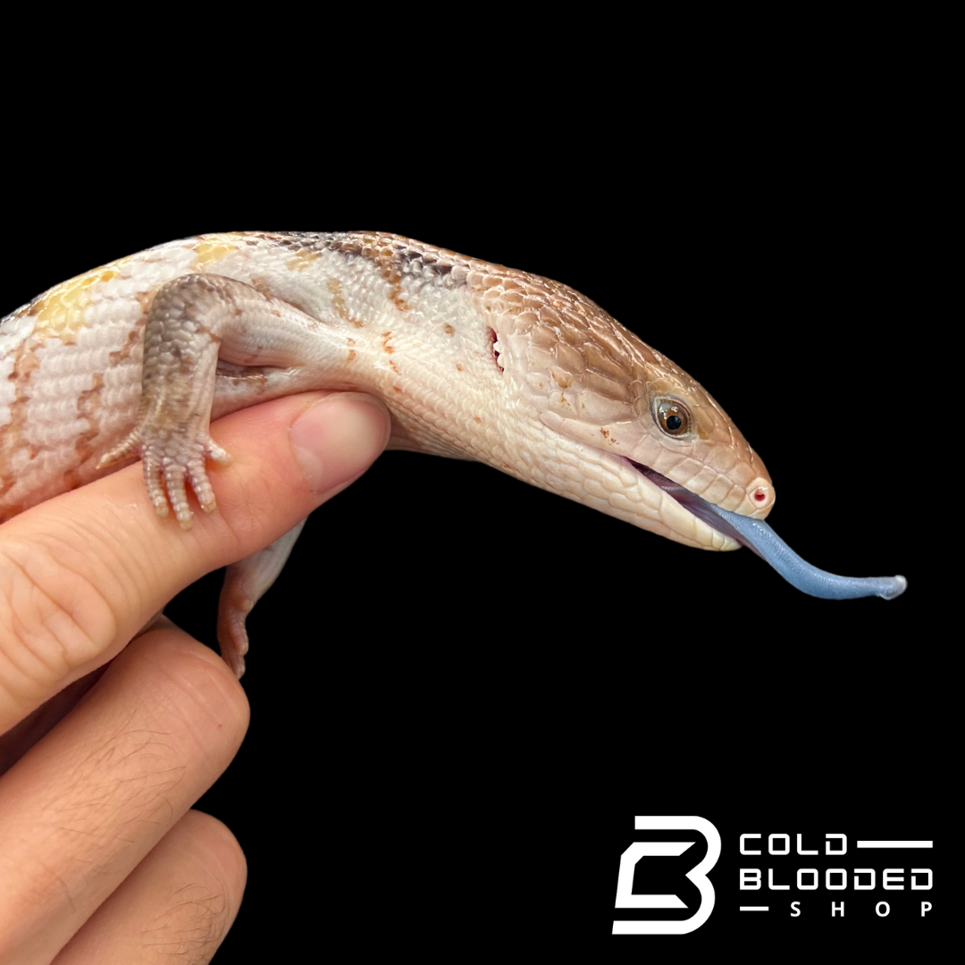 Shop Lizards Online Discover Geckos Anoles Skinks More